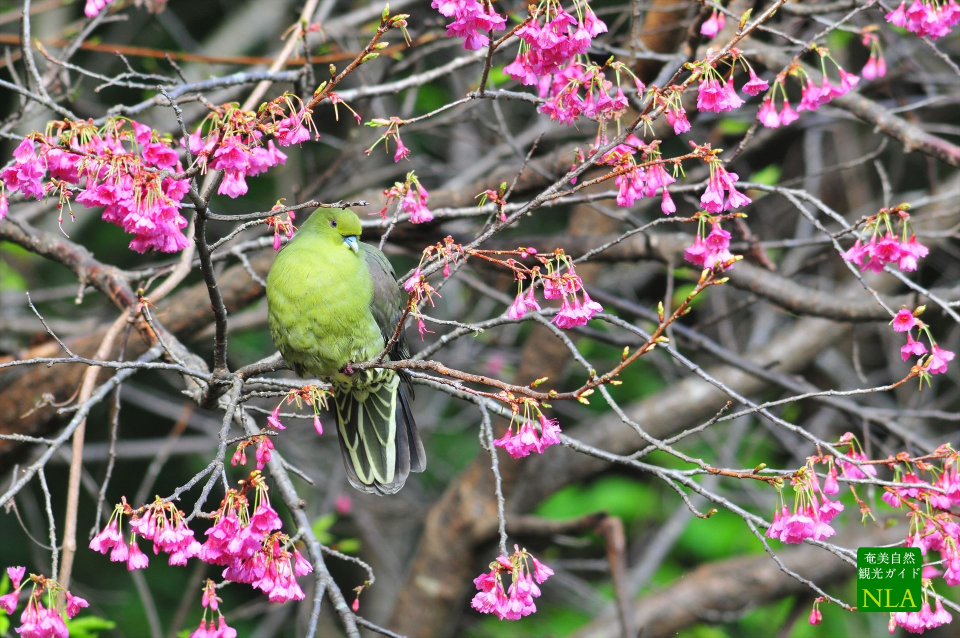 緋寒桜とアオバト