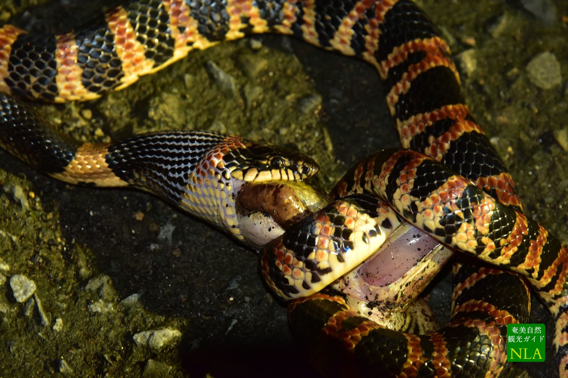 カエルを捕食中のハブ